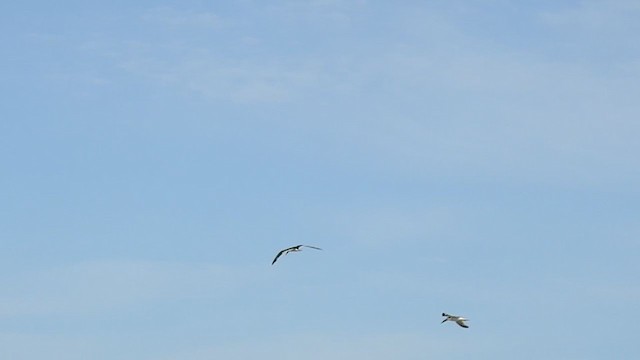 Black Skimmer - ML408364641