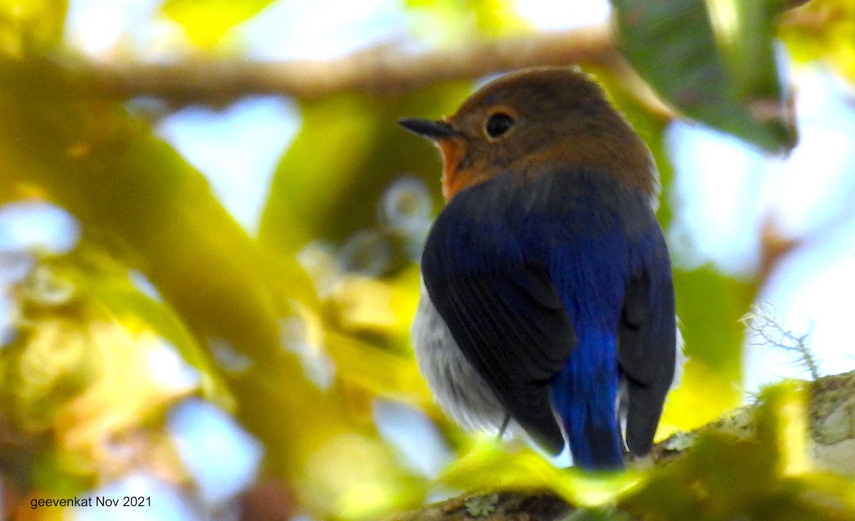 Sapphire Flycatcher - ML408364761