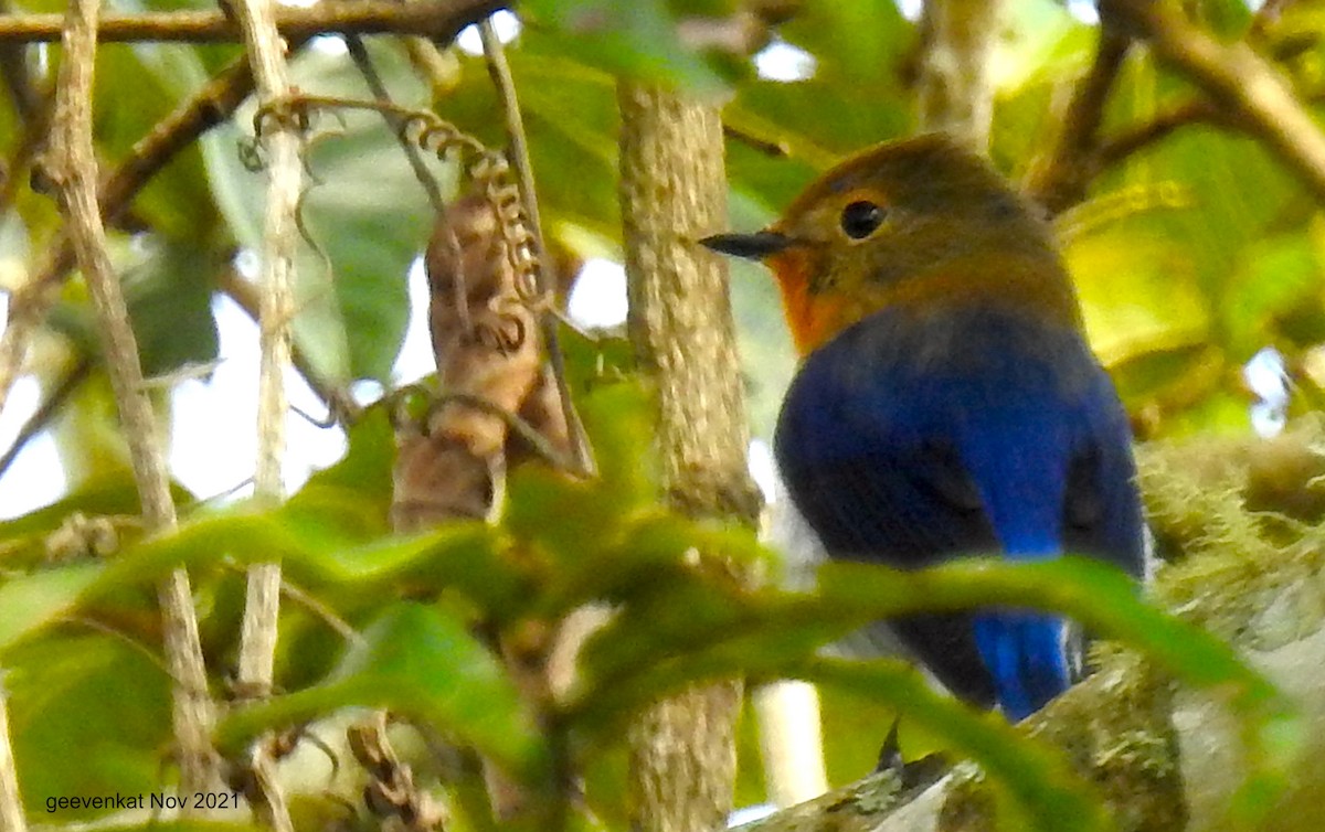 Sapphire Flycatcher - ML408364771