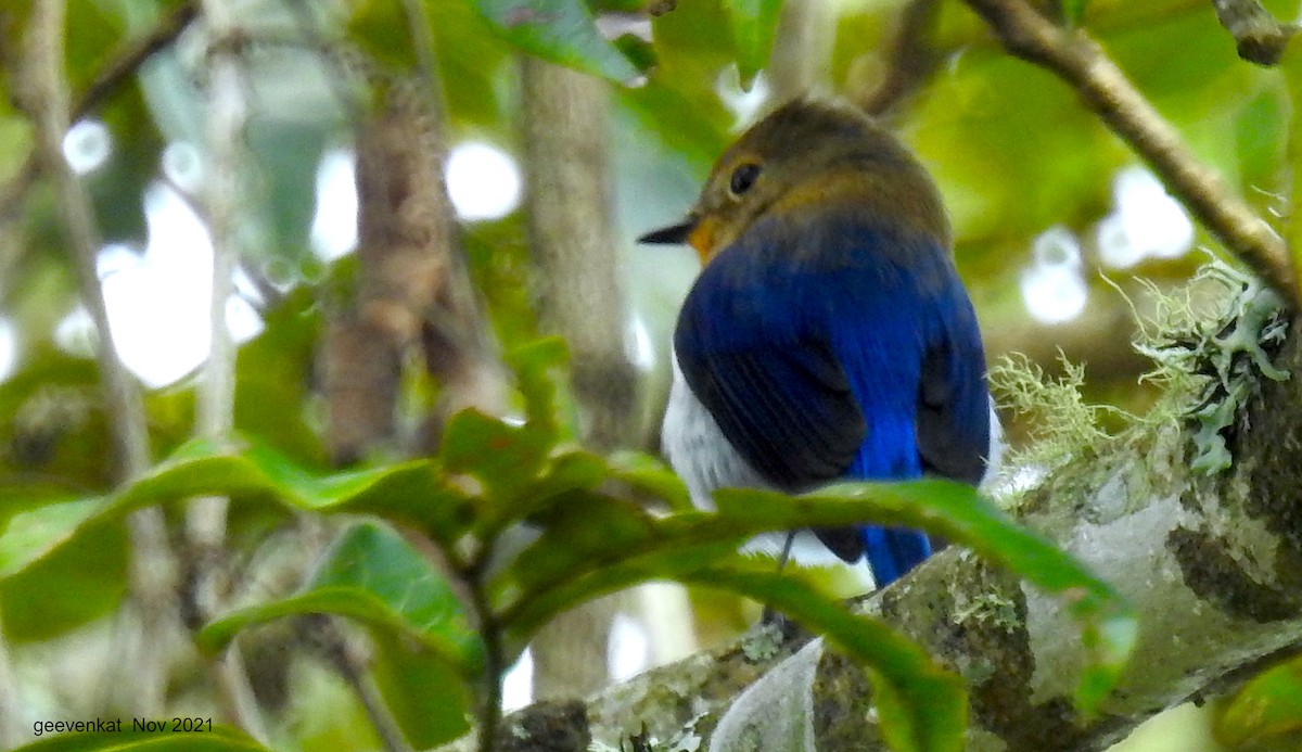 Sapphire Flycatcher - ML408364781