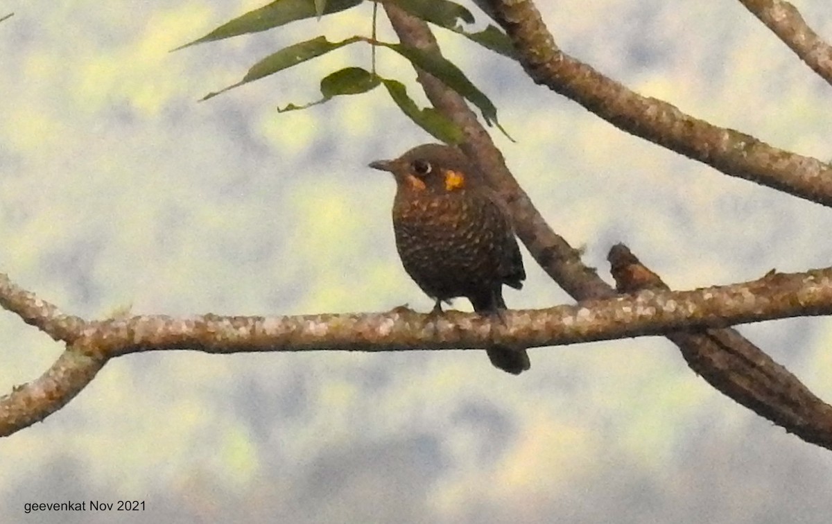 Chestnut-bellied Rock-Thrush - ML408364831