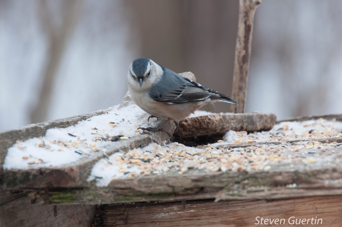 White-breasted Nuthatch - Steven Guertin