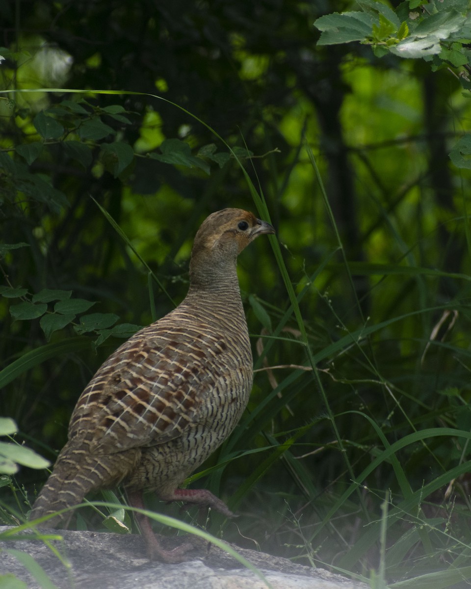 Gray Francolin - ML408366901