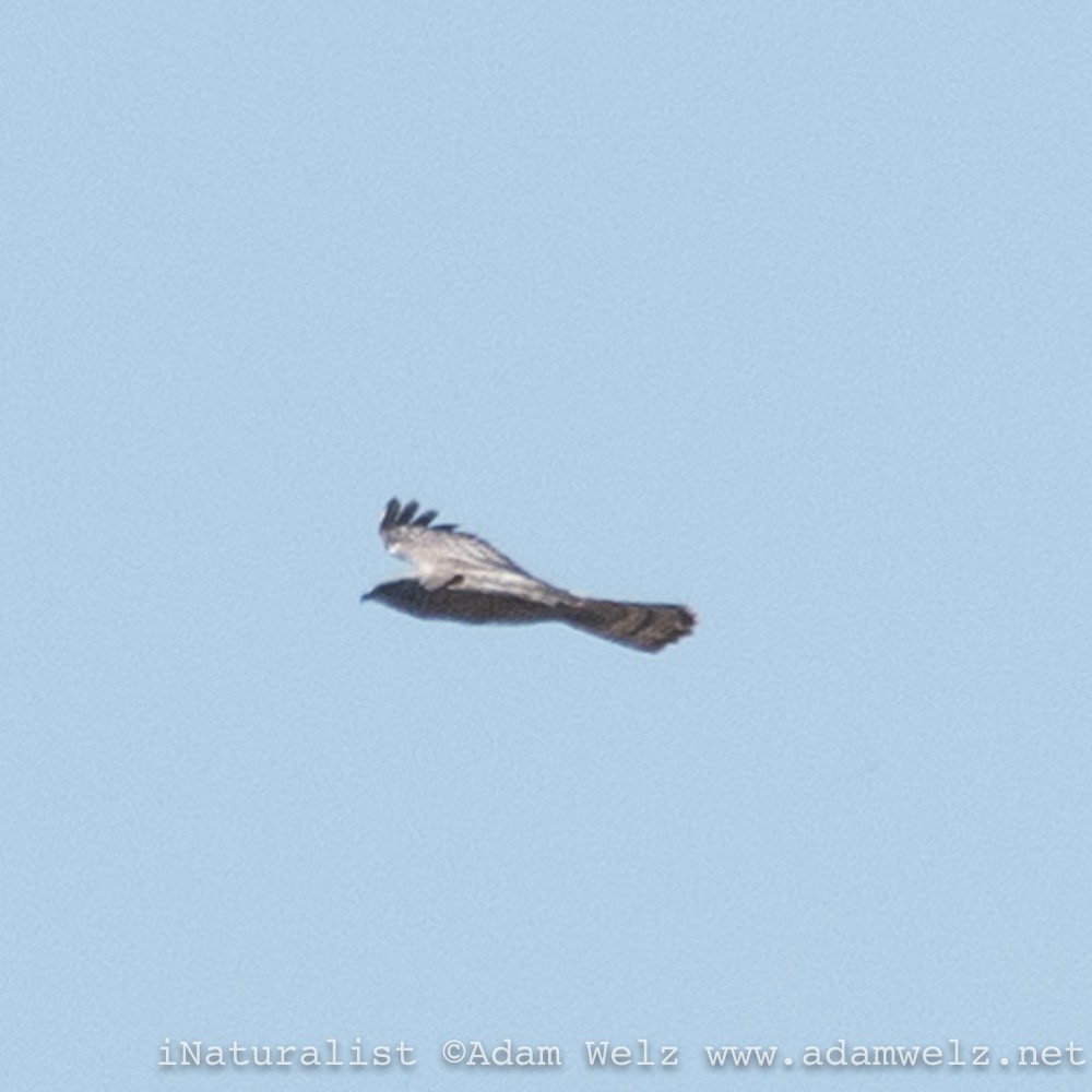 European Honey-buzzard - ML408367181