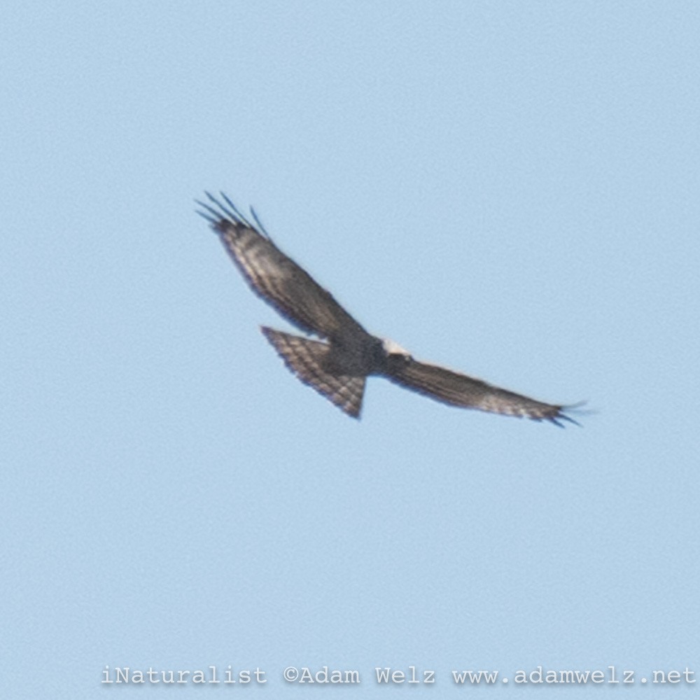 European Honey-buzzard - ML408367191