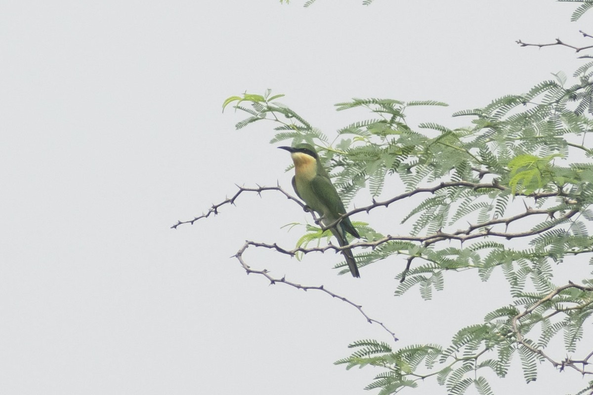 Blue-tailed Bee-eater - ML408367211