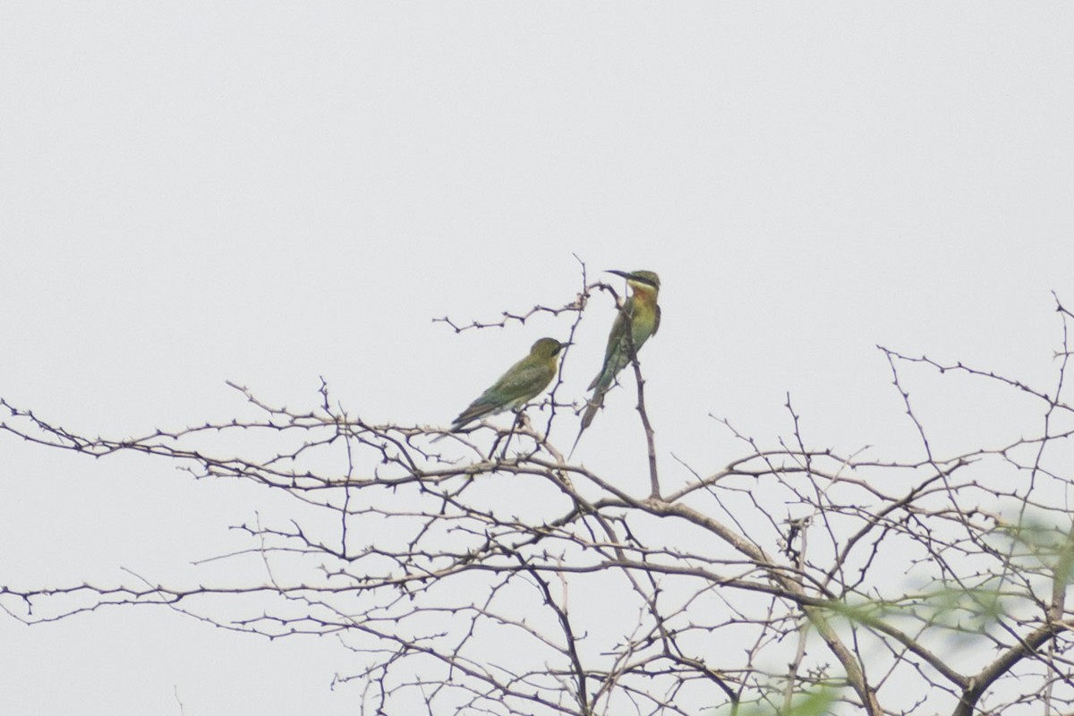 Blue-tailed Bee-eater - ML408367221