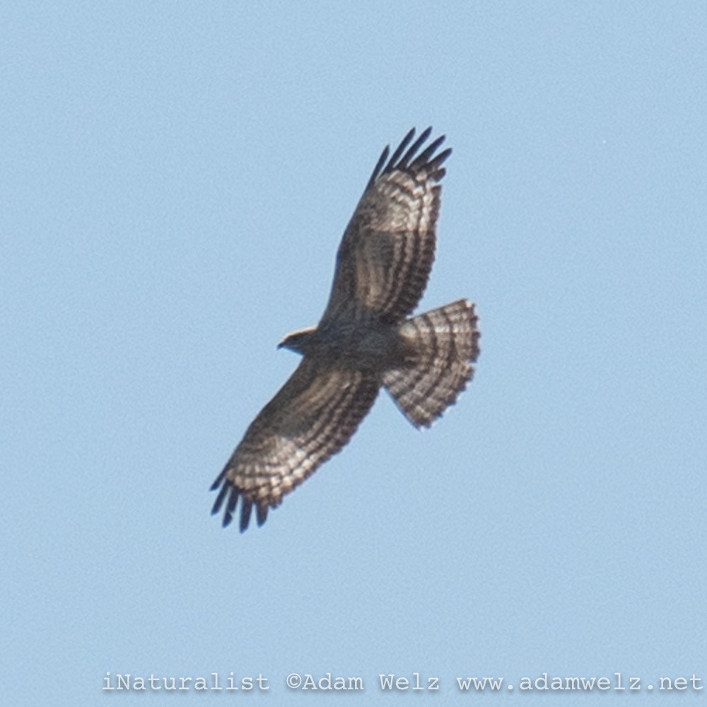 European Honey-buzzard - ML408367271