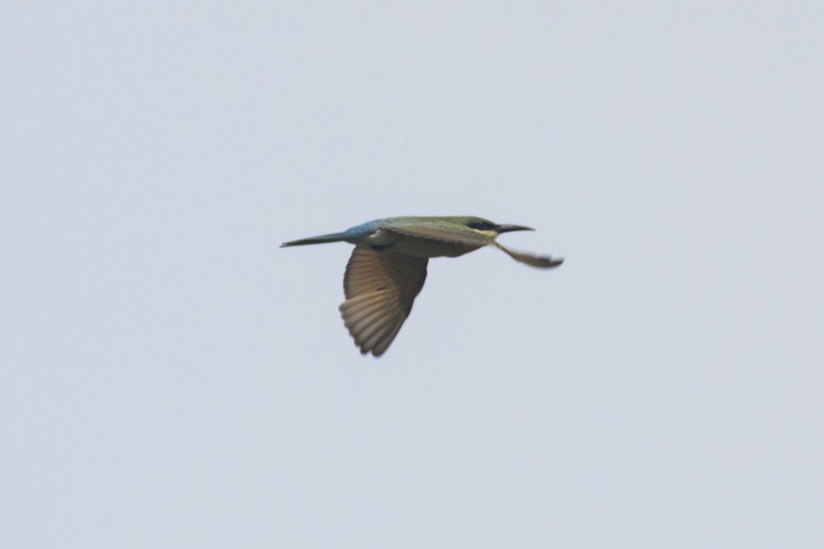 Blue-tailed Bee-eater - ML408367281