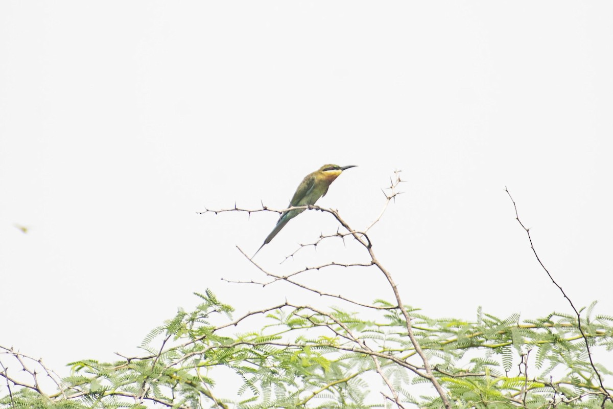 Blue-tailed Bee-eater - ML408367291