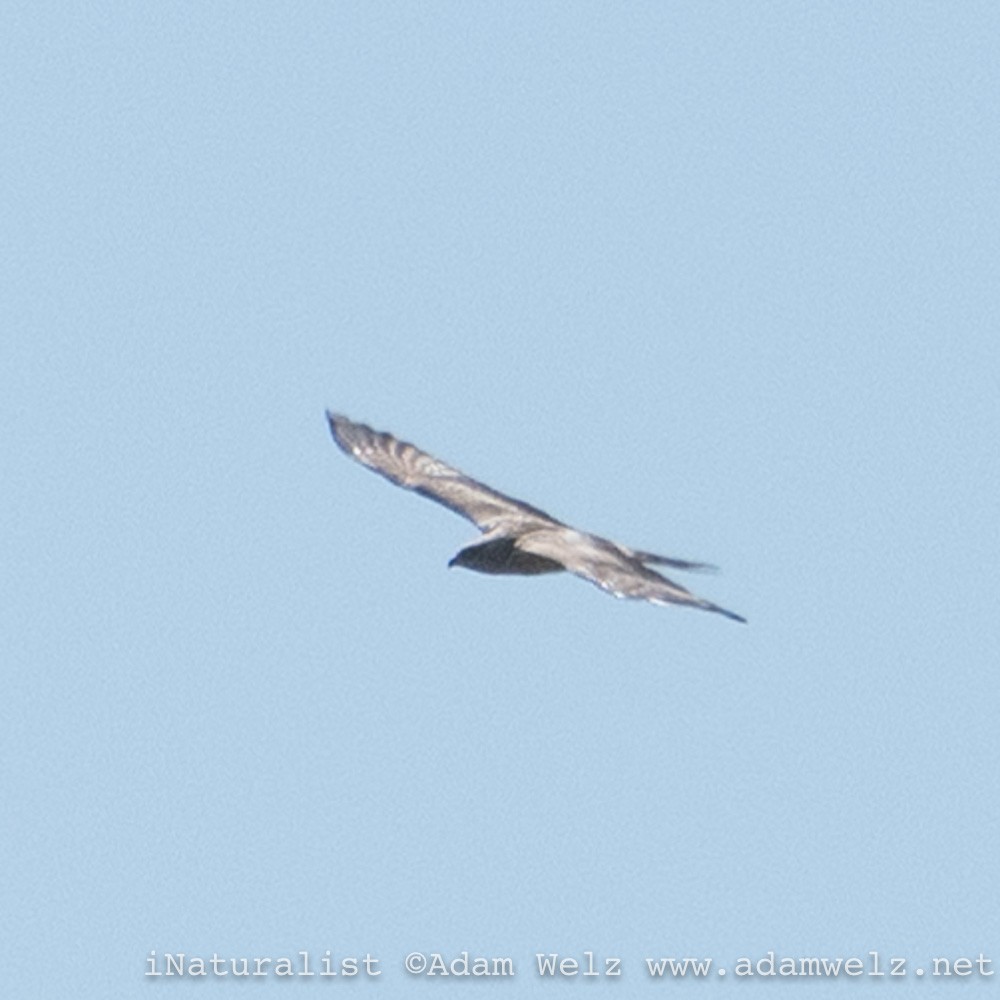 European Honey-buzzard - Adam Welz