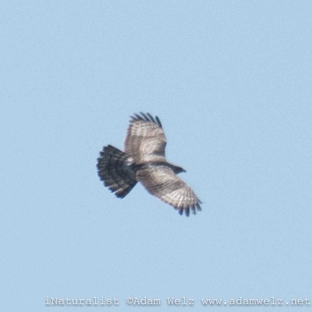 European Honey-buzzard - ML408367341