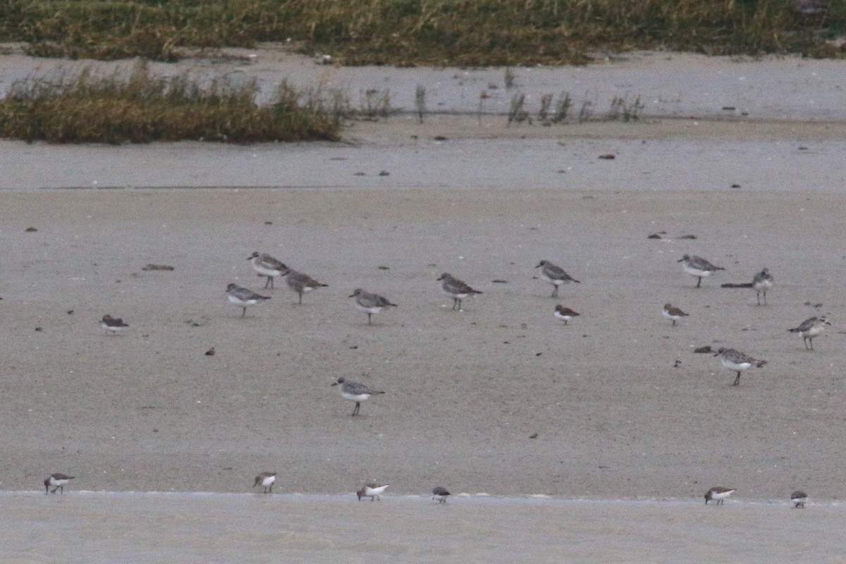 Black-bellied Plover - Bastiaan Notebaert