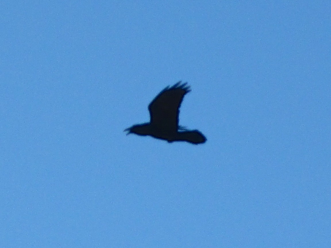 Common Raven - ML40836891