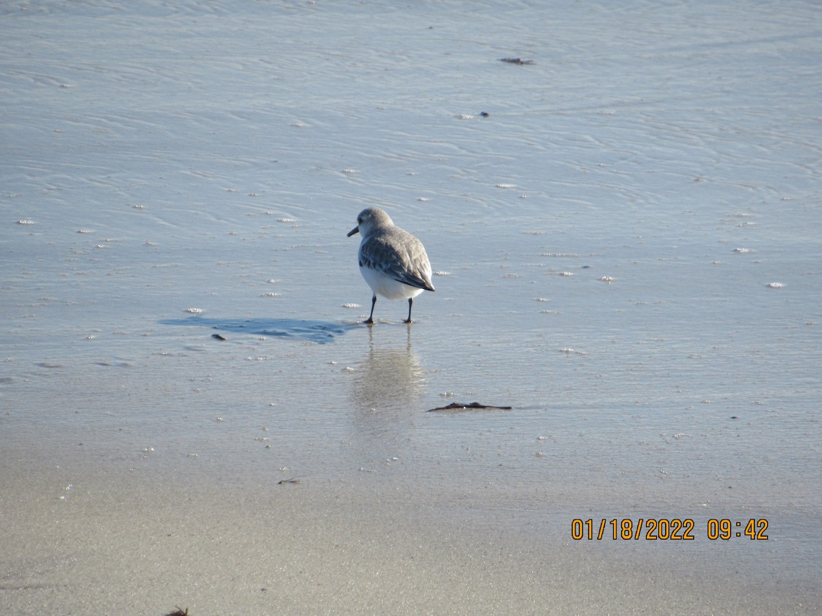 Sanderling - ML408369171