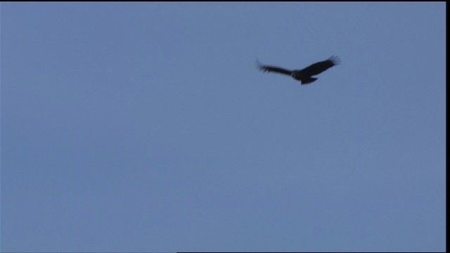 Black Vulture - ML408370