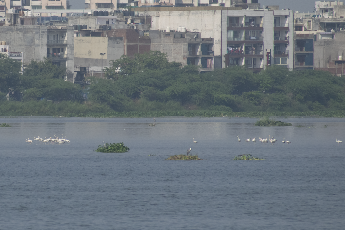 rosenflamingo - ML408370641