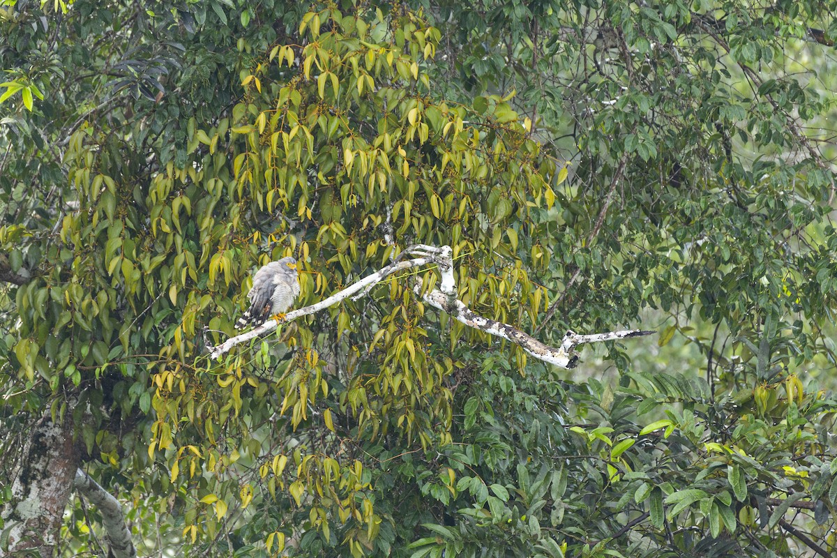 Roadside Hawk - ML408371301