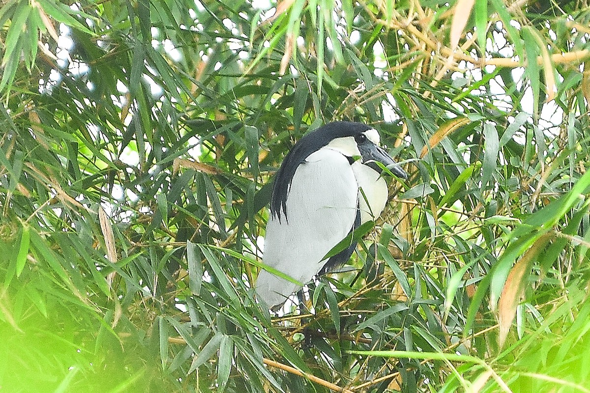 Boat-billed Heron - ML408371631