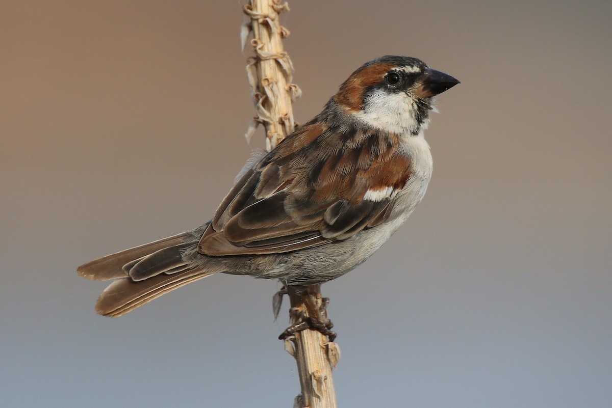 Cape Verde Sparrow - ML40837201