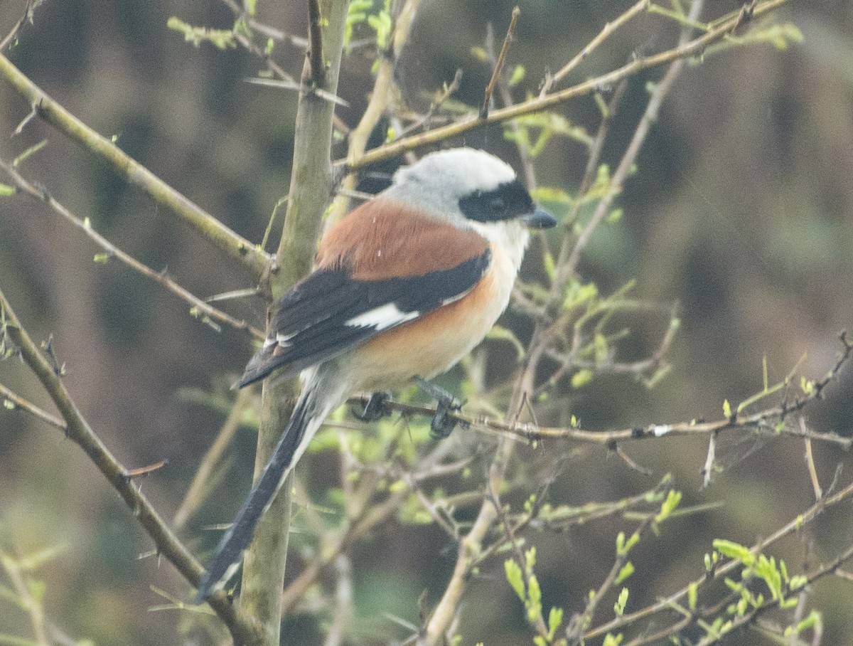 Bay-backed Shrike - ML408373381