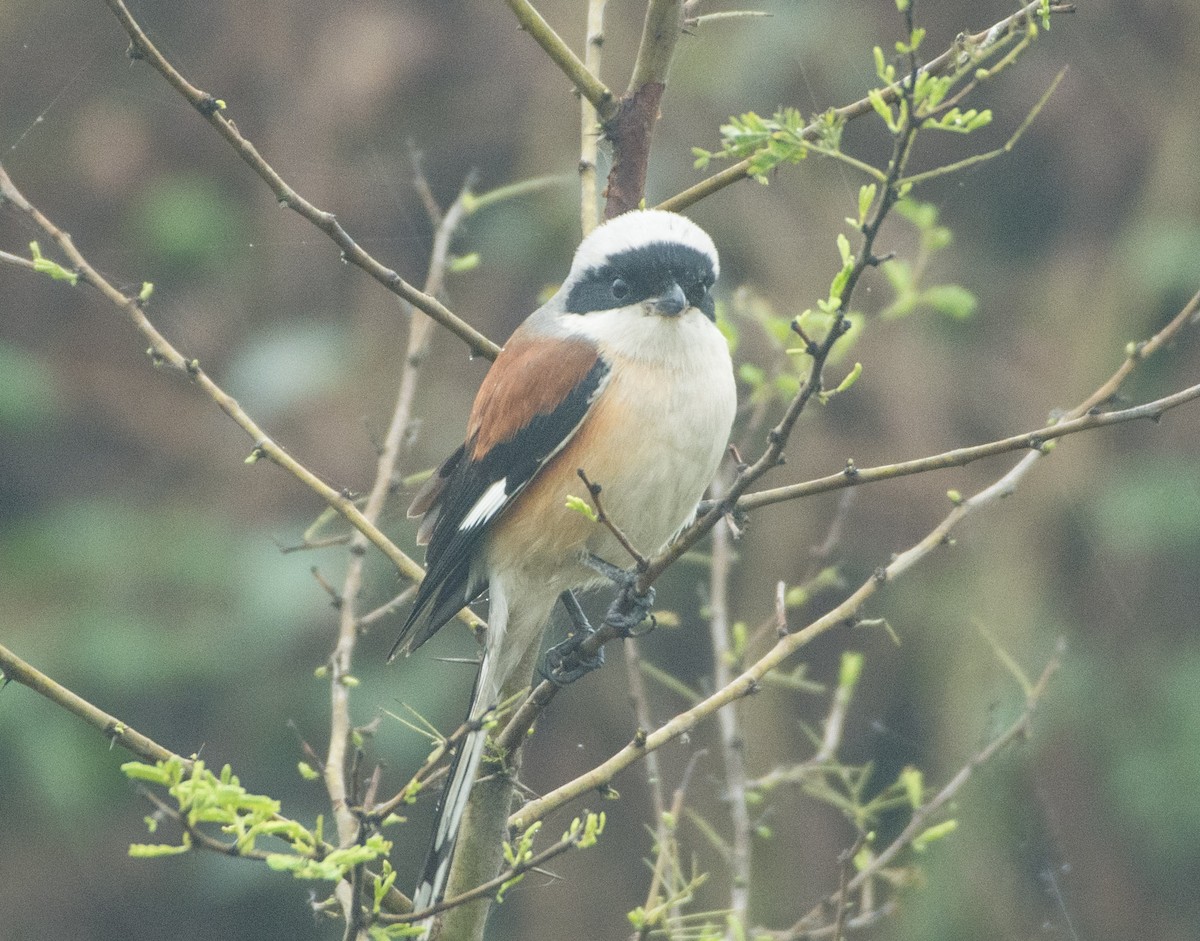 Bay-backed Shrike - ML408373401