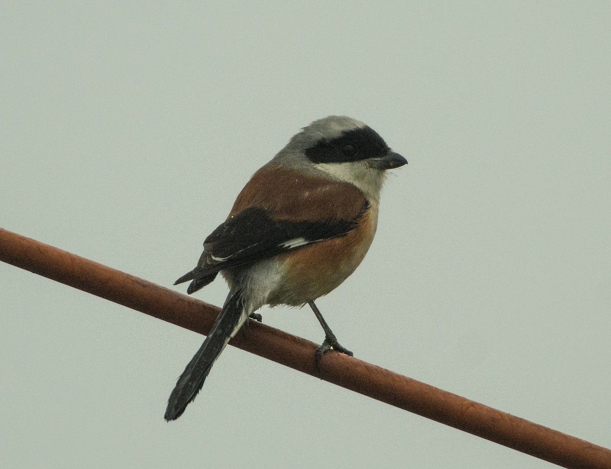 Bay-backed Shrike - ML408373411