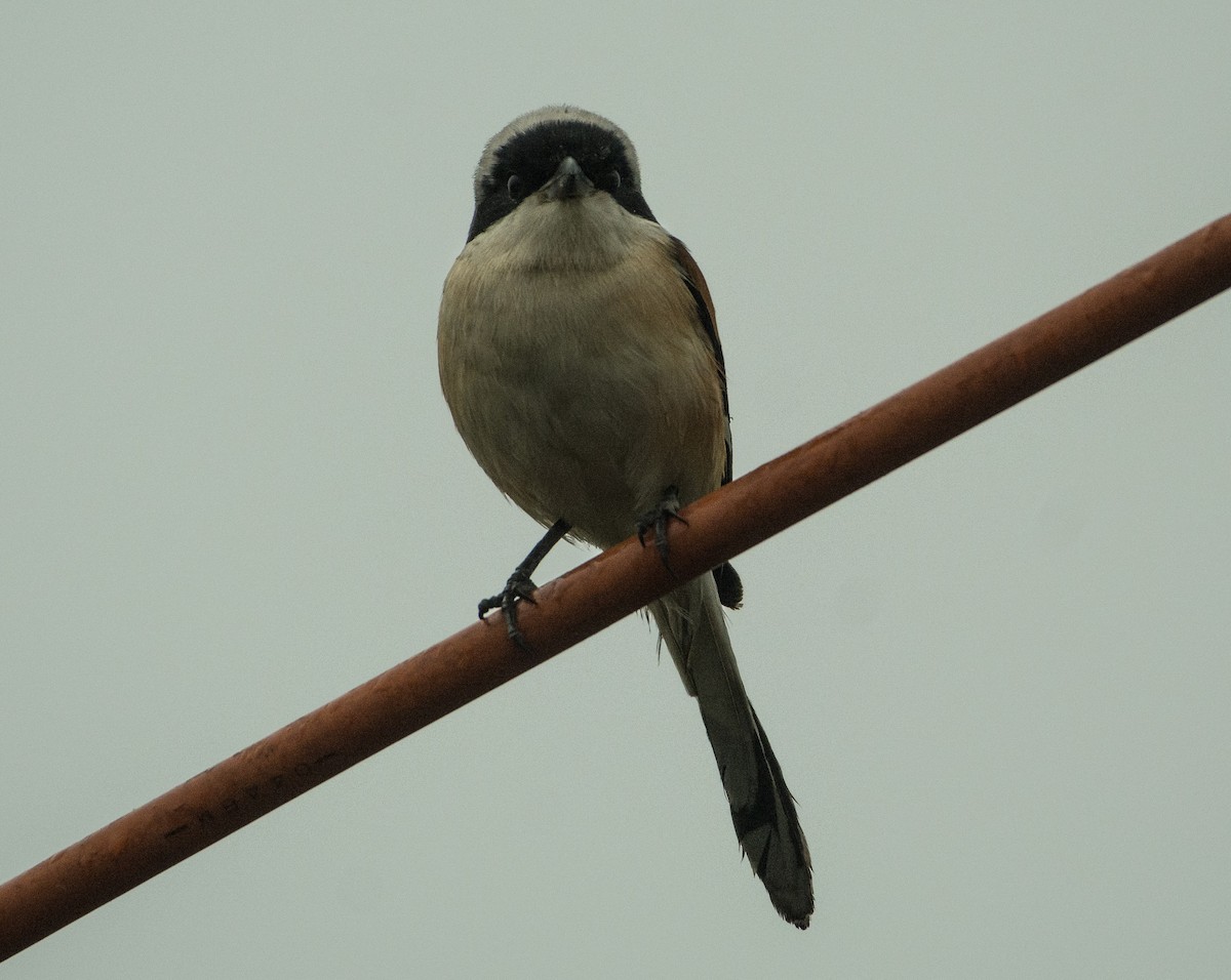 Bay-backed Shrike - ML408373441