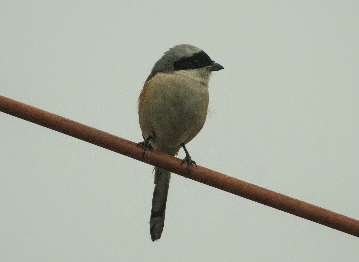 Bay-backed Shrike - ML408373471