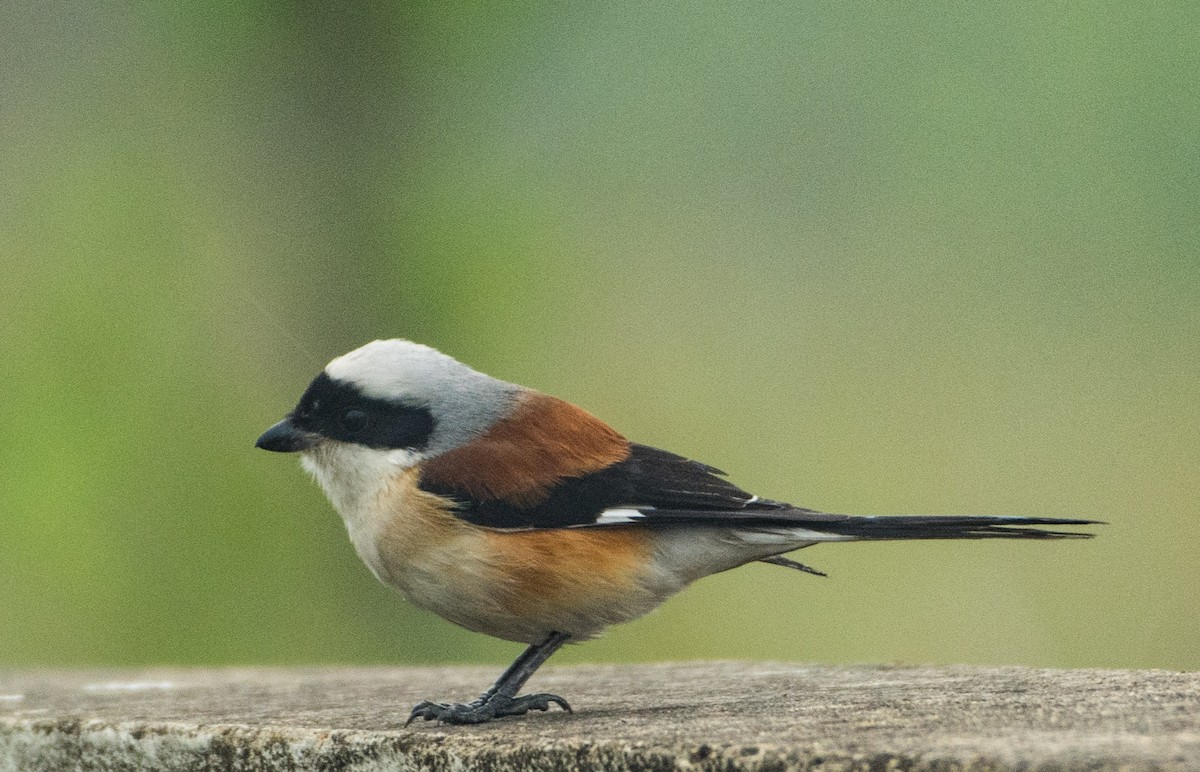 Bay-backed Shrike - ML408373481