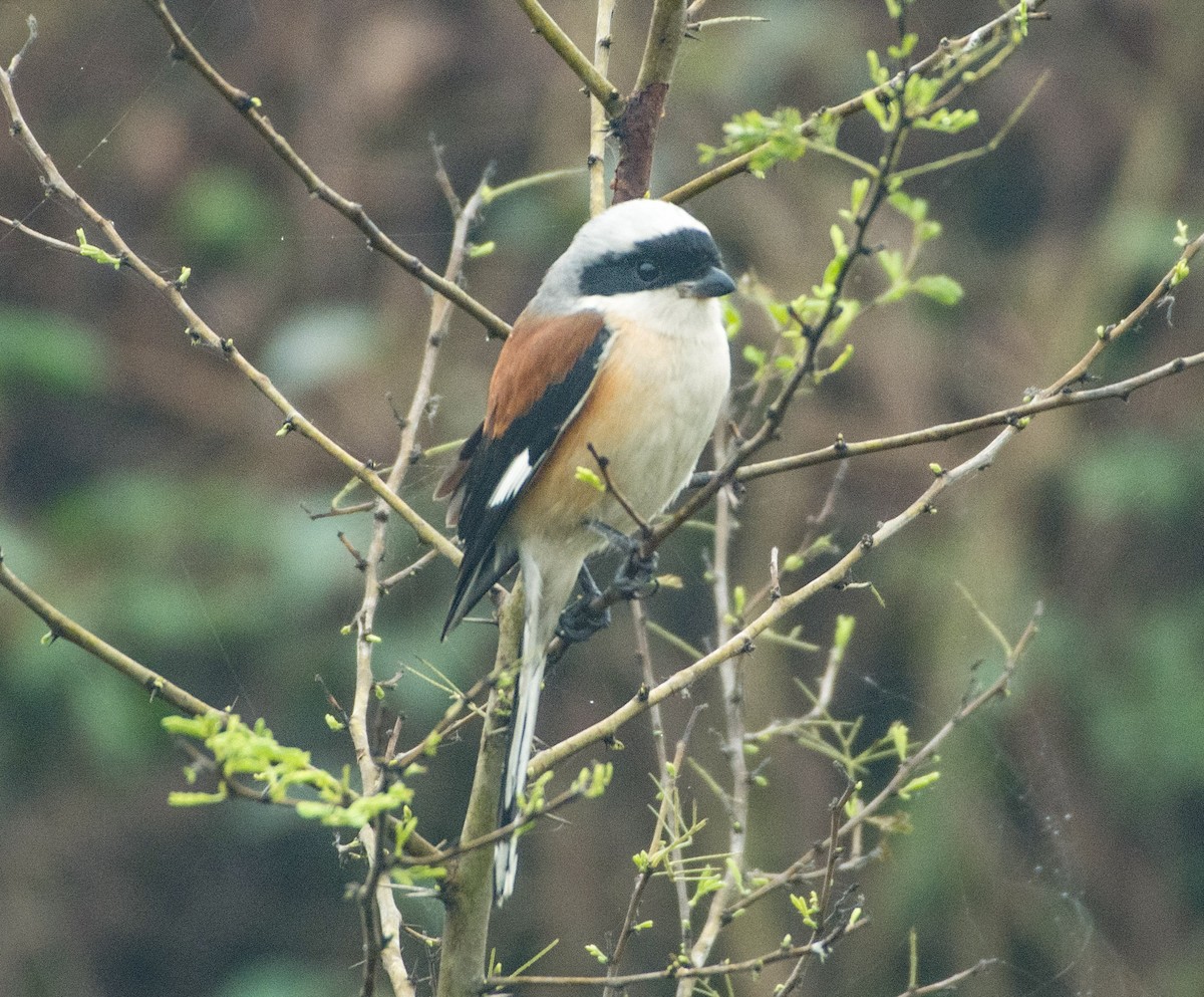 Bay-backed Shrike - ML408373491