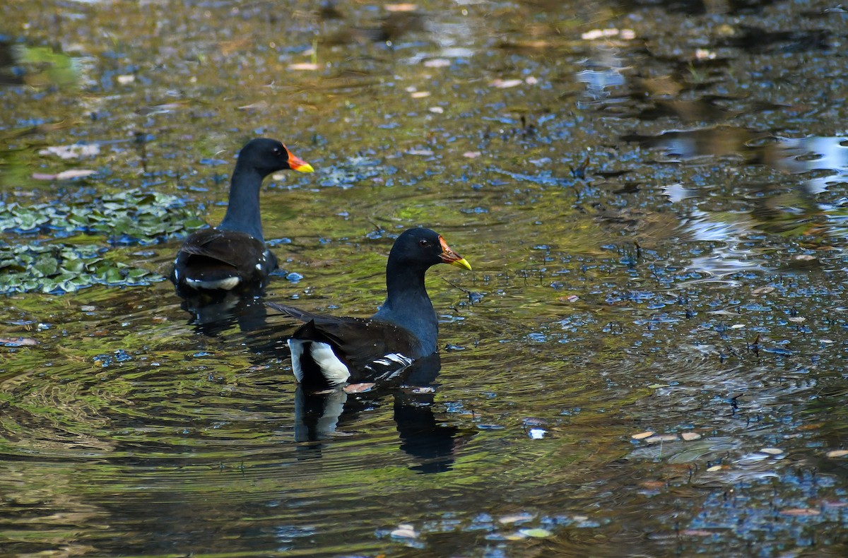 Eurasian Moorhen - ML408374401