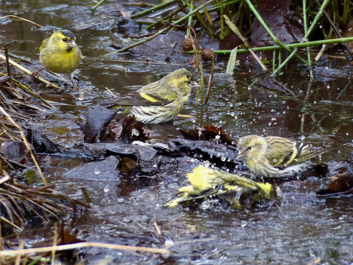 Erlenzeisig - ML408374531