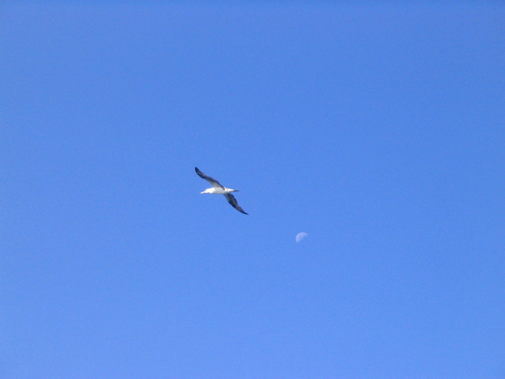 Northern Gannet - ML408374581