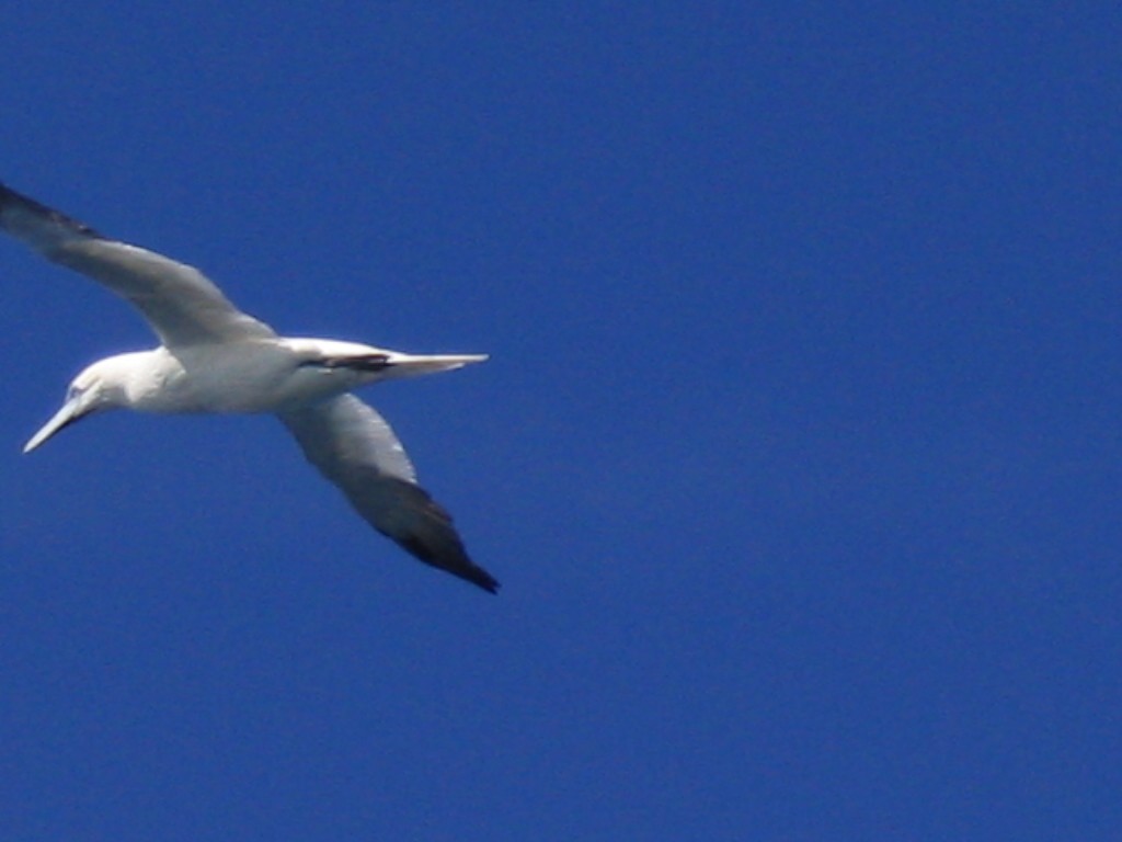Northern Gannet - ML408374611