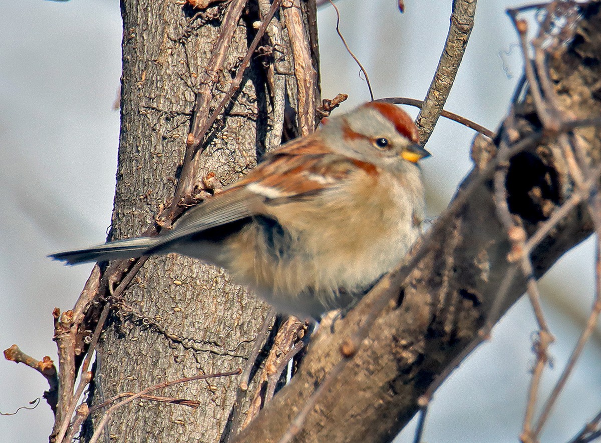 American Tree Sparrow - ML408374761