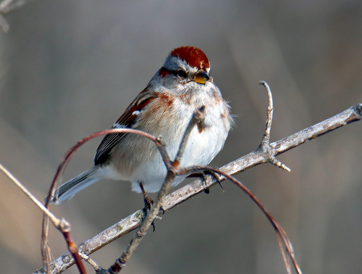 American Tree Sparrow - Ronald Harrower