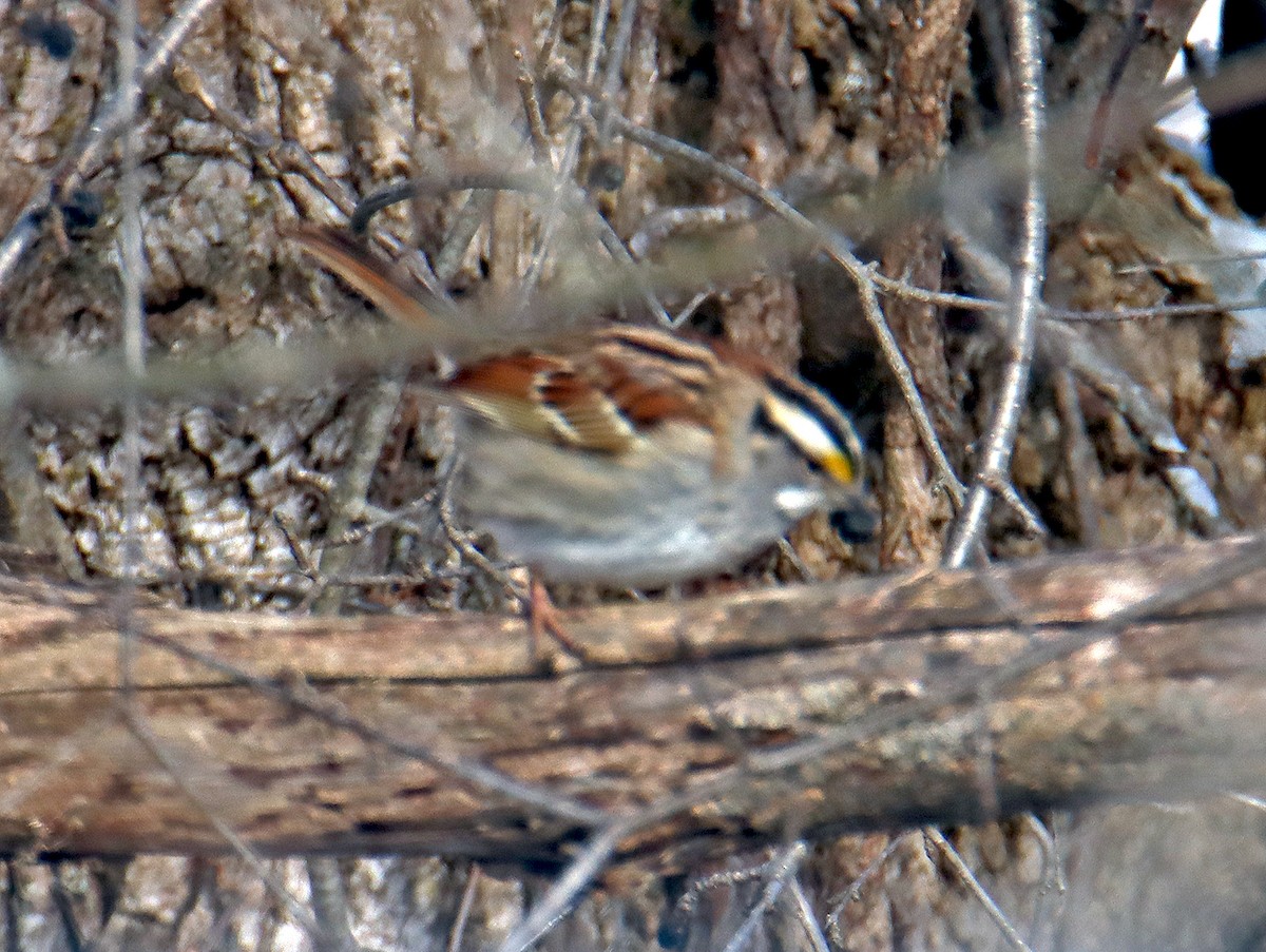 White-throated Sparrow - ML408374801