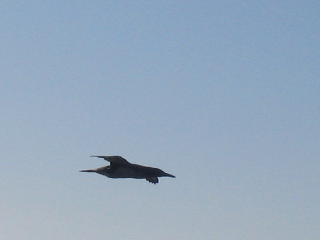 Northern Gannet - ML408374911