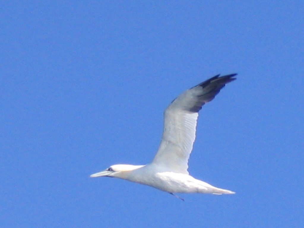 Northern Gannet - ML408374961