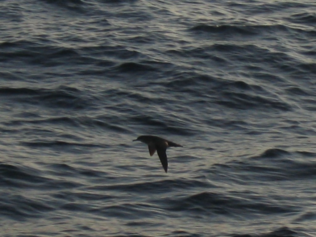 Balearic Shearwater - ML408375351