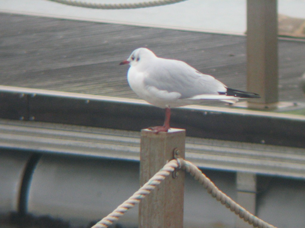 Mouette rieuse - ML408376271