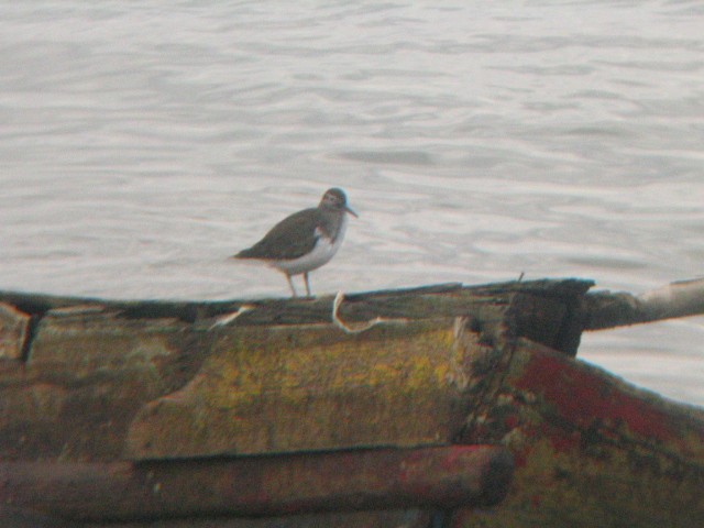 Common Sandpiper - Alexandre Hespanhol Leitão