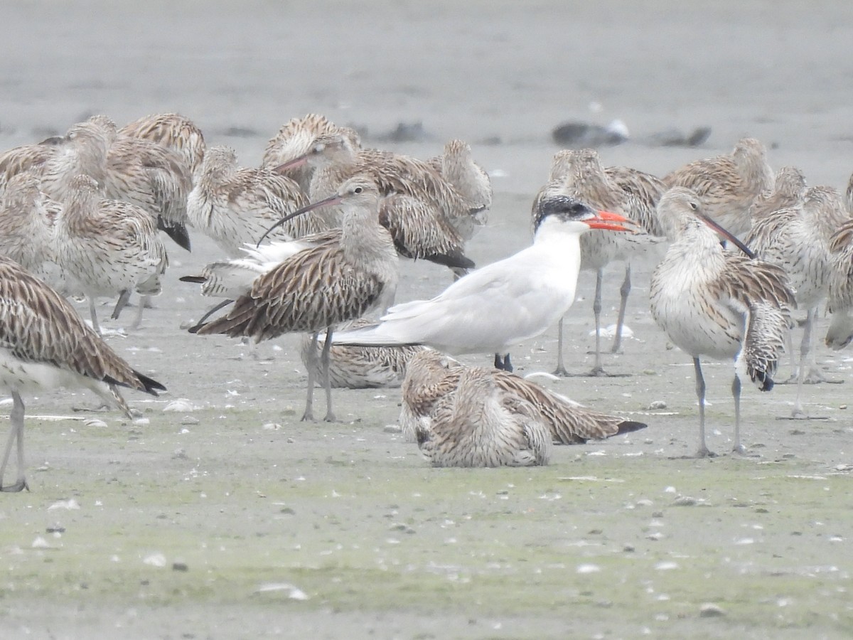 Caspian Tern - ML408377991