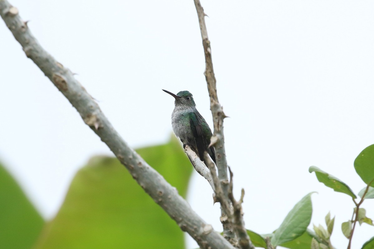 Blue-chested Hummingbird - ML408382081
