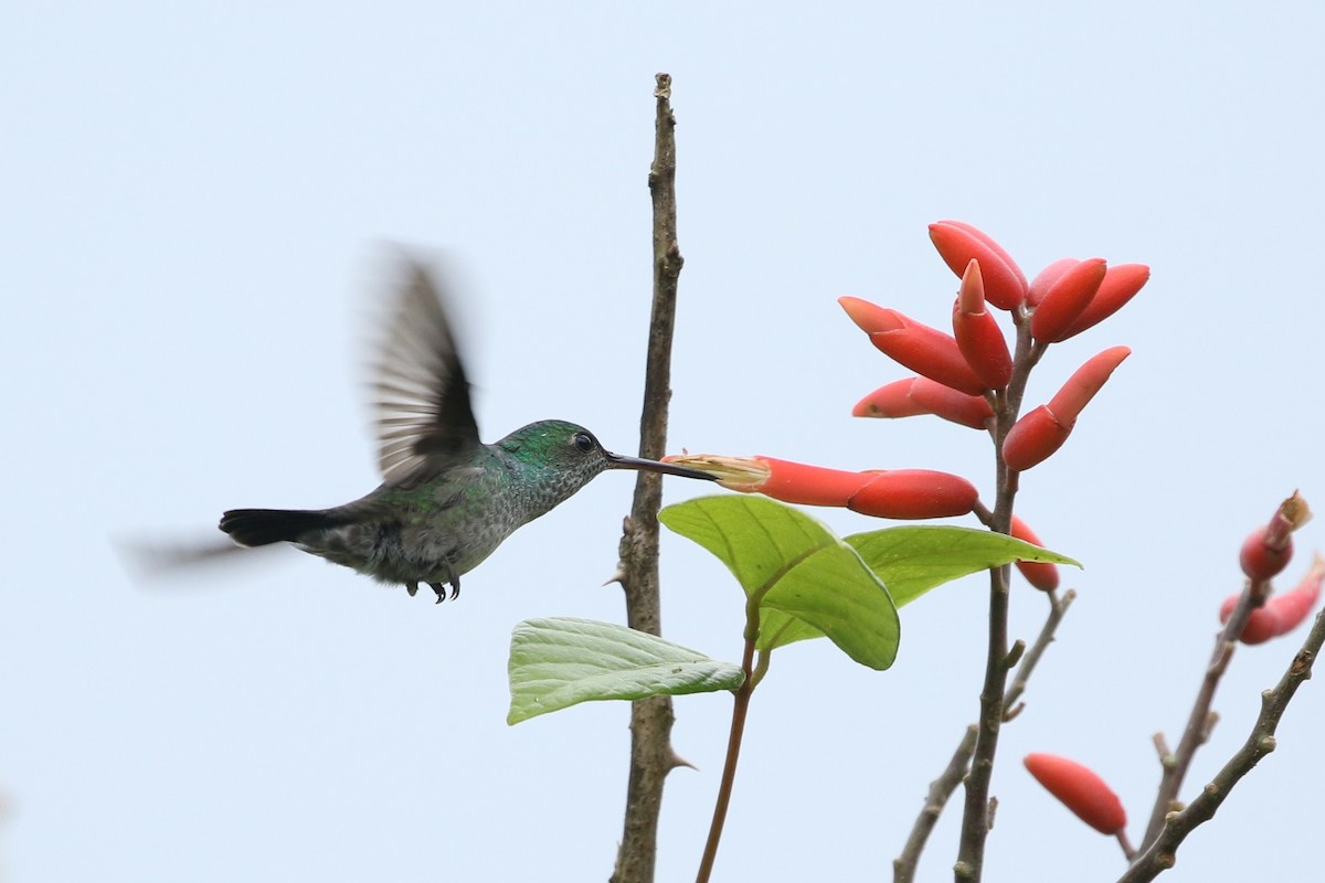 Blue-chested Hummingbird - ML408382101