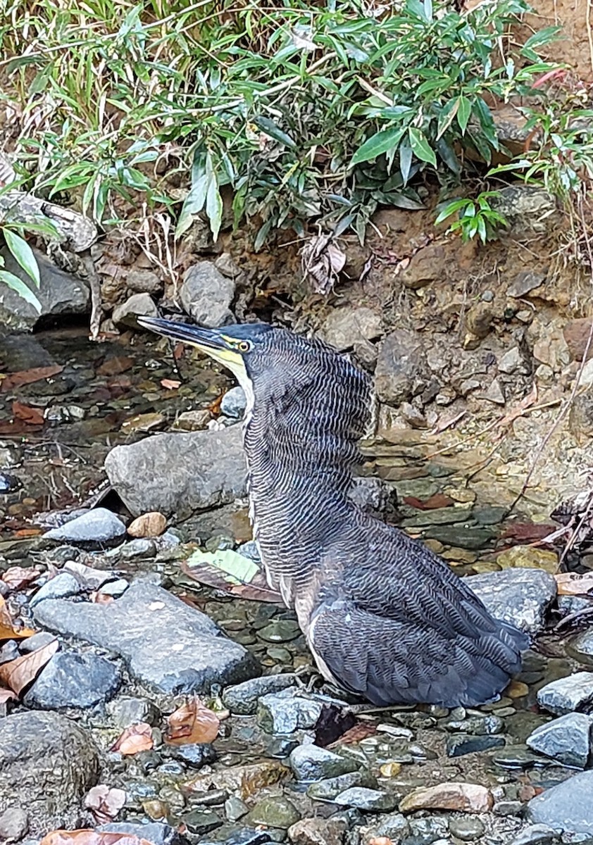 Fasciated Tiger-Heron - ML408382341