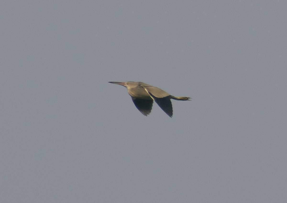 Yellow Bittern - ML408382751