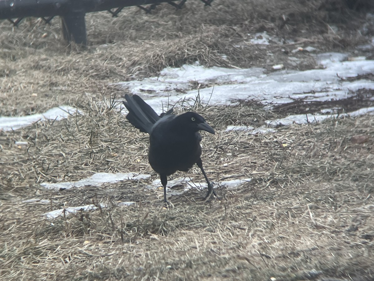 Great-tailed Grackle - ML408384251