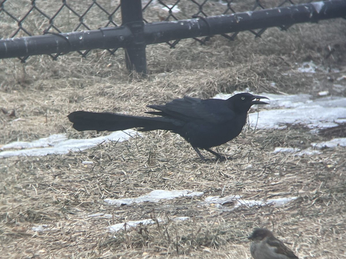 Great-tailed Grackle - ML408384261